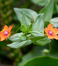 Drchnička rolní - Anagallis arvensis - semena - 20 ks