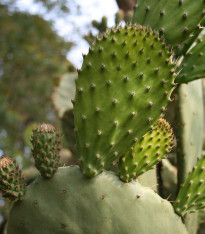 Opuncie - Indiánské fíky - Opuntia ficus-indica - semena - 7 ks