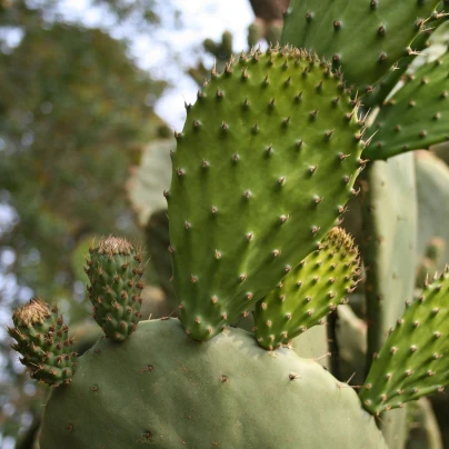 Opuncie - Indiánské fíky - Opuntia ficus-indica - semena - 7 ks