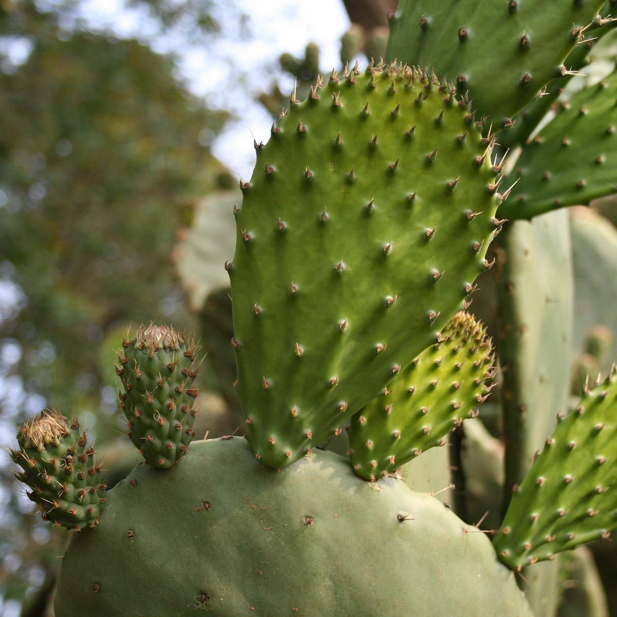 Opuncie - Indiánské fíky - Opuntia ficus-indica - semena - 7 ks