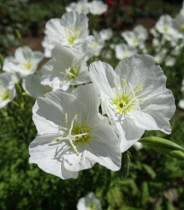 Pupalka zdobná bílá - Oenothera speciosa - semena - 20 ks