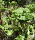 Barota rukávovitá - Gunnera manicata - semena - 6 ks