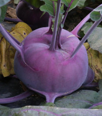 Kedluben raný modrý - Brassica oleracea - semena - 50 ks
