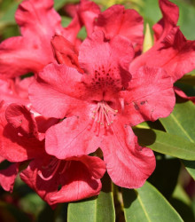 Semena rododendronu – Rododendron – Pěnišník – Rhododendron arboreum