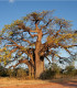 Baobab africký - Adansonia digitata - semena - 6 ks