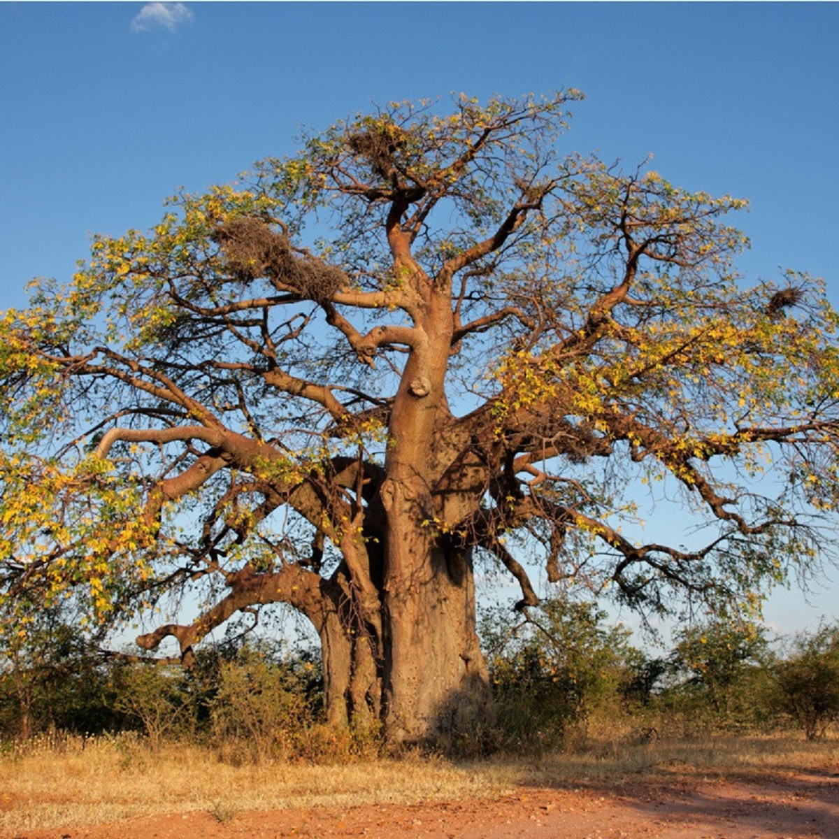 Baobab africký - Adansonia digitata - semena - 6 ks