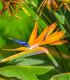 Strelície královská - Strelitzia reginae - semena - 2 ks