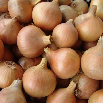 Cibule jarní kuchyňská Všetana - Allium cepa - semena - 200 ks