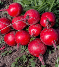 Ředkvička Riesenbutter Vitessa - Raphanus sativus sativus - semena - 100 ks