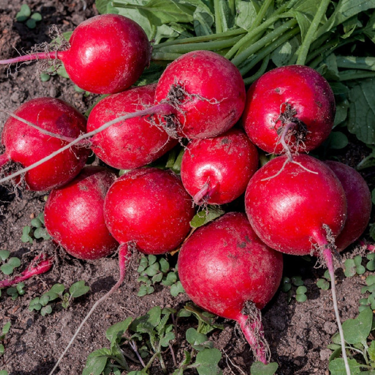 Ředkvička Riesenbutter Vitessa - Raphanus sativus sativus - semena - 100 ks