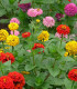 Ostálka jiřinkokvětá směs barev - Zinnia elegans - semena - 50 ks