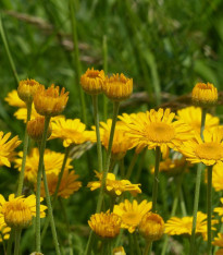 Rmen barvířský - Anthemis tinctoria - semena - 500 ks