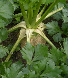 BIO semena celeru – BIO Celer bulvový Princ – Apium graveolens