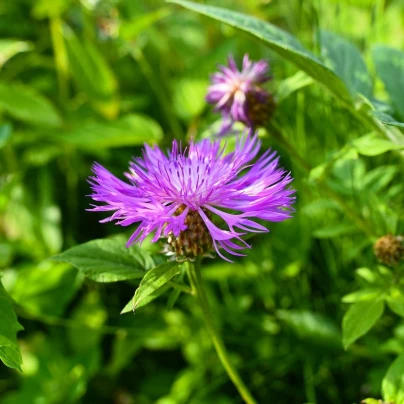 Chrpa čekánek - Centaurea scabiosa - semena - 50 ks