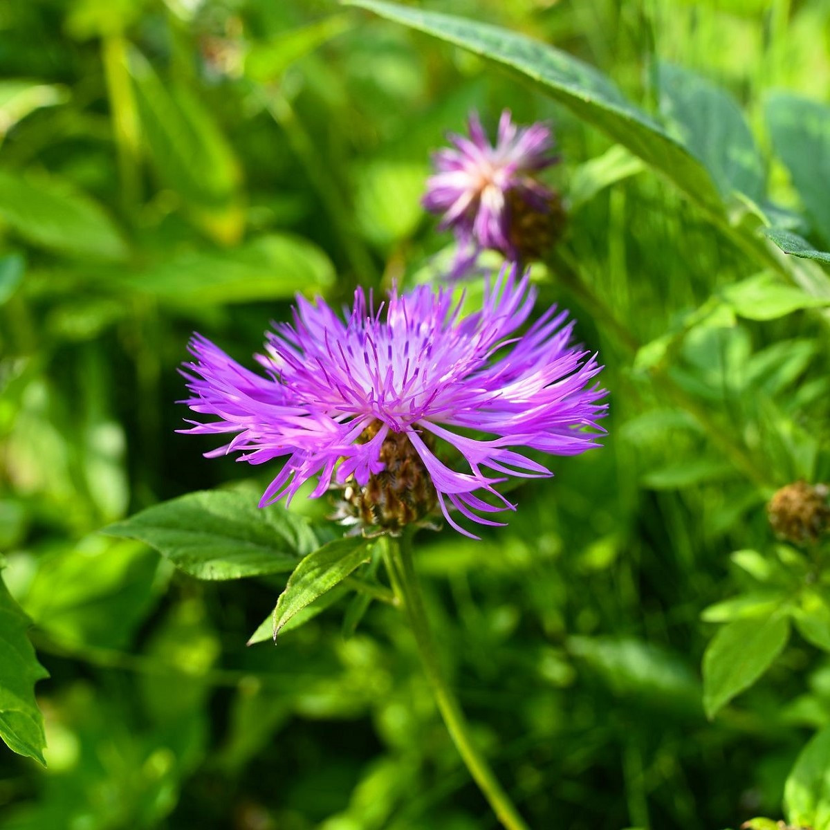 Chrpa čekánek - Centaurea scabiosa - semena - 50 ks