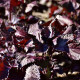 Semena perily – Perila červená – Perilla furtescens