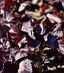 Perila červená - Perilla furtescens - semena - 350 ks