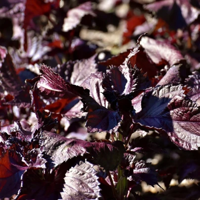 Perila červená - Perilla furtescens - semena - 350 ks