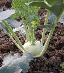 BIO Kedluben Noriko - Brassica oleracea convar. gongylodes - bio semena - 80 ks