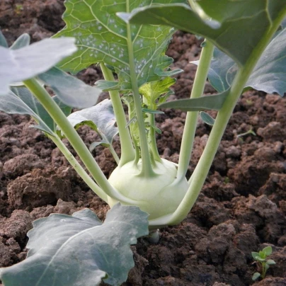 BIO Kedluben Noriko - Brassica oleracea convar. gongylodes - bio semena - 80 ks