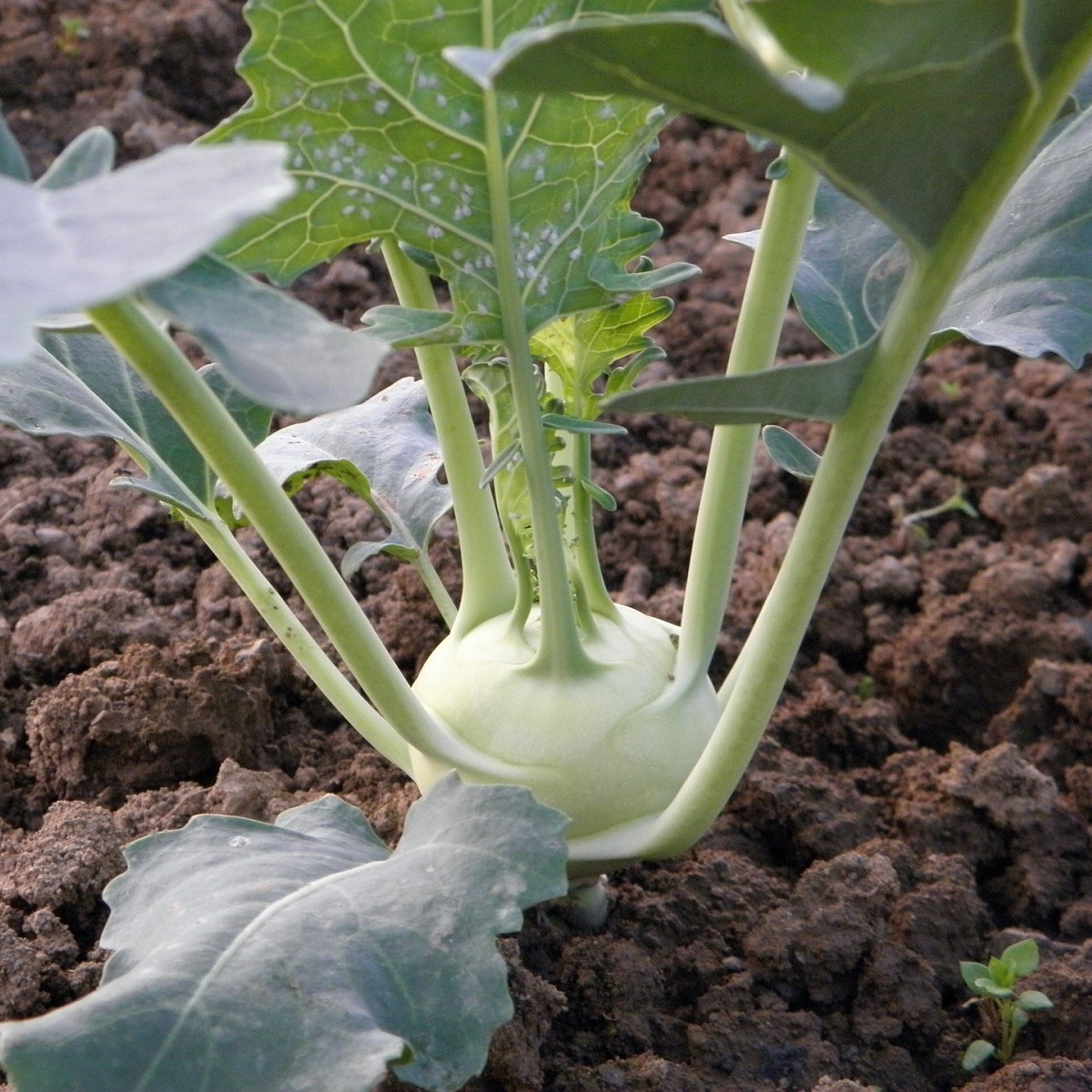 BIO Kedluben Noriko - Brassica oleracea convar. gongylodes - bio semena - 80 ks