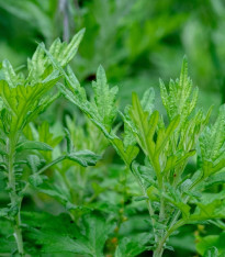 Pelyněk Černobýl - Artemisia vulgaris - semena - 250 ks