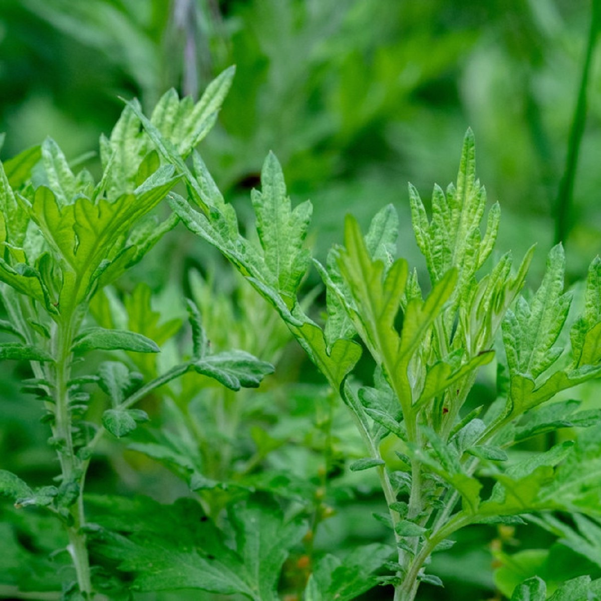Pelyněk Černobýl - Artemisia vulgaris - semena - 250 ks