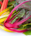 Mangold duhový - Beta vulgaris - semena - 25 ks