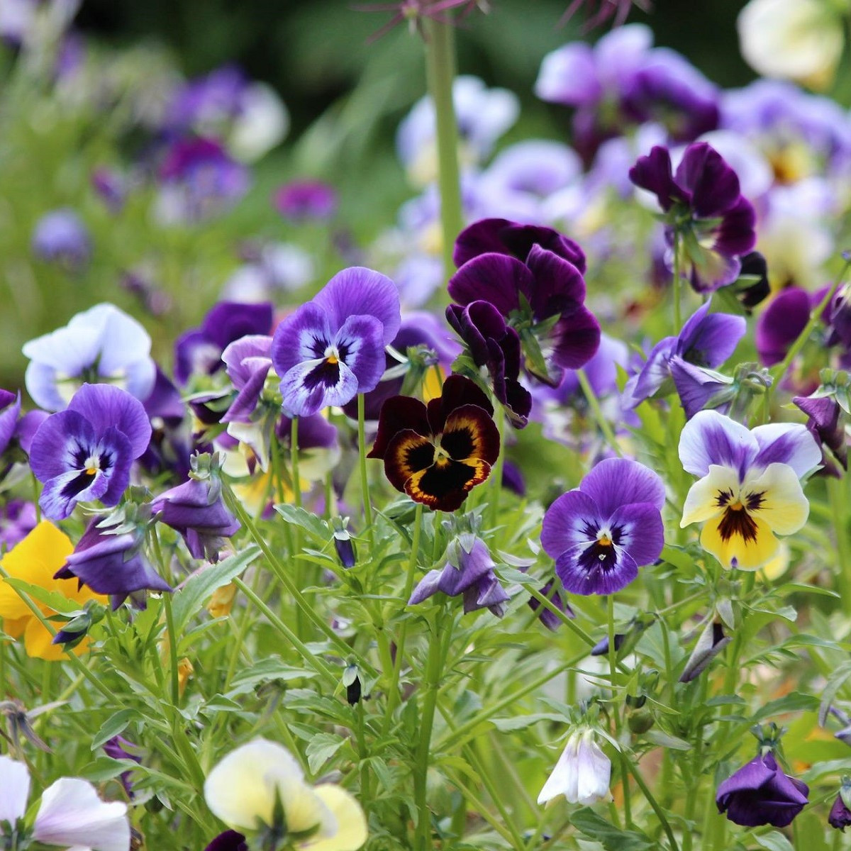 Semena macešky – Maceška zahradní švýcarská Schweiter Riesen – Viola wittrockiana
