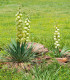 Semena juky – Juka glauca – Yucca glauca