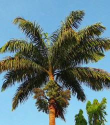 Semena palmy – Palma královská kubánská – Roystonea regia