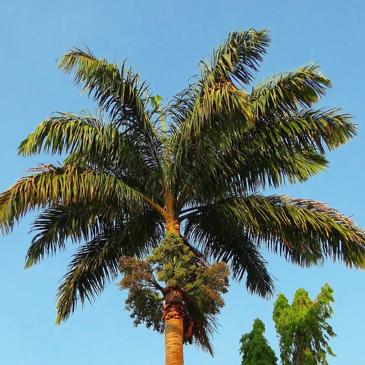Palma královská kubánská - Roystonea regia - semena - 3 ks