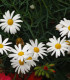 Rmen rolní - Anthemis arvensis - semena - 0,2 g