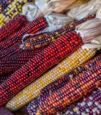 Kukuřice Multicolor Amero Mix okrasná - Zea mays - semena - 15 ks