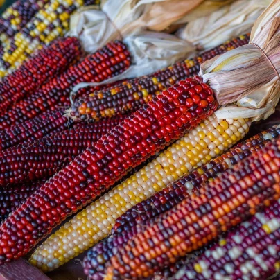 Kukuřice Multicolor Amero Mix okrasná - Zea mays - semena - 15 ks