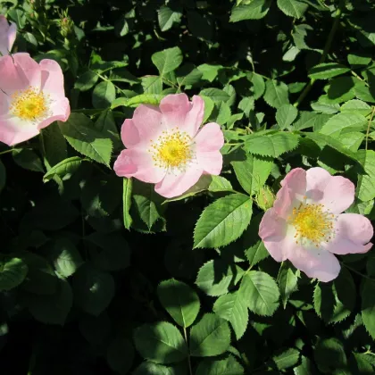Růže šípková - Rosa canina - semena - 5 ks