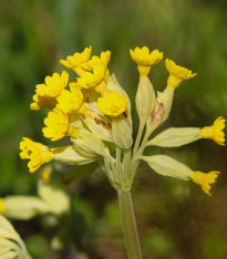 Prvosenka jarní - Primula veris - semena - 50 ks
