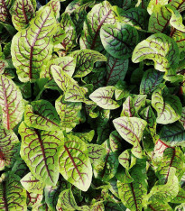 Šťovík krvavý - Rumex sanguineus - semena - 100 ks