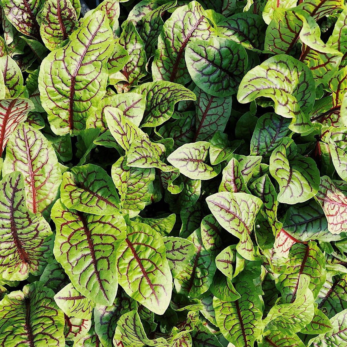 Šťovík krvavý - Rumex sanguineus - semena - 100 ks