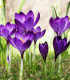 Šafrán setý - Crocus sativus - cibuloviny - 3 ks