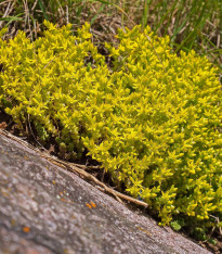 Rozchodník prudký - Sedum acre - semena - 100 ks