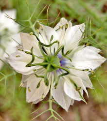 Černucha damašská bílá - Nigella Damascena - semena - 150 ks