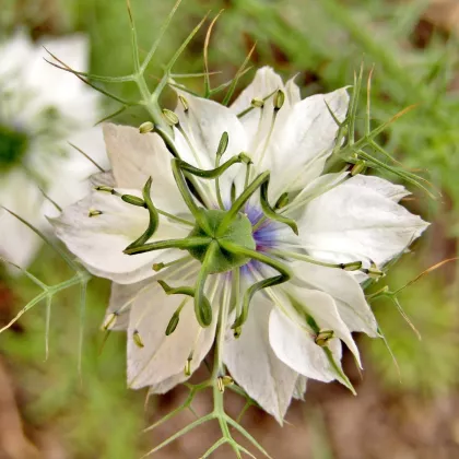 Černucha damašská bílá - Nigella Damascena - semena - 150 ks