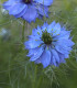 Černucha damašská modrá - Nigella Damascena - semena - 200 ks
