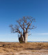 Australský baobab - Adansonia gregorii - semena - 3 ks
