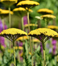 Řebříček tužebníkový Parkers žlutý - Achillea filipendulina - semena - 900 ks