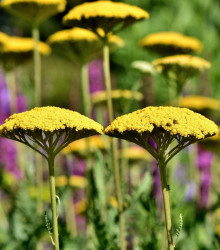 Semena řebříčku – Řebříček tužebníkový Parkers žlutý – Achillea filipendulina