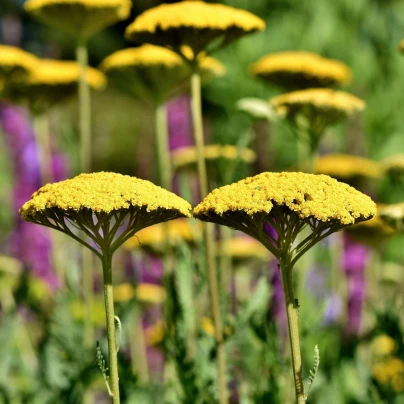Řebříček tužebníkový Parkers žlutý - Achillea filipendulina - semena - 900 ks