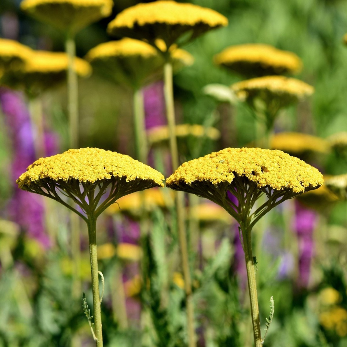 Řebříček tužebníkový Parkers žlutý - Achillea filipendulina - semena - 900 ks