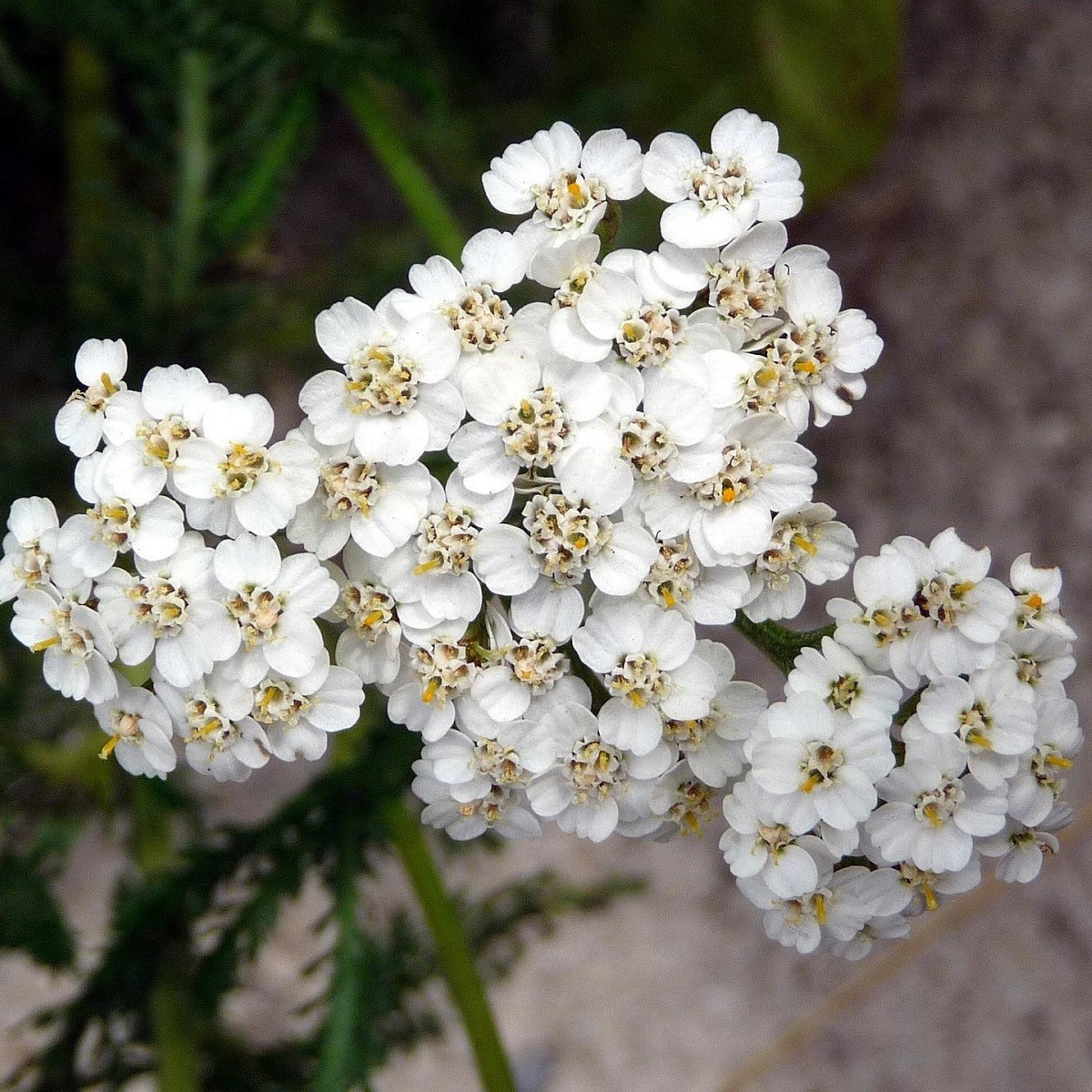 Semena řebříčku – Řebříček obecný bílý – Achillea millefolium